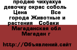 продаю чихуахуа девочку,окрас соболь › Цена ­ 25 000 - Все города Животные и растения » Собаки   . Магаданская обл.,Магадан г.